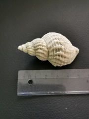 Buccinidae