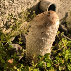 Coprinus comatus