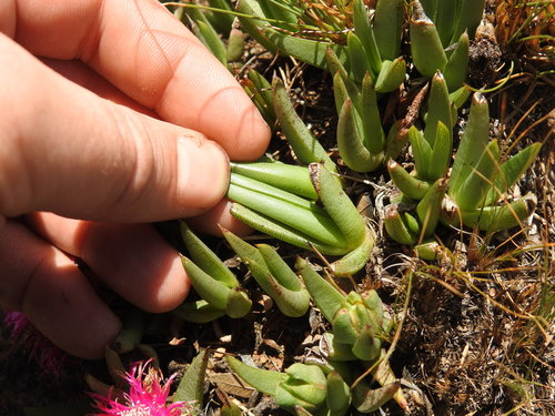 Image of Khadia acutipetala by (c) Matthew Fainman, some rights reserved (CC BY)