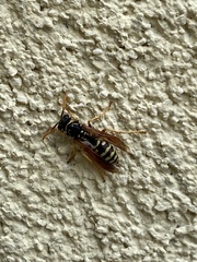 Polistes