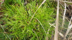 Isolepis fluitans