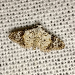 Araeopteron epiphracta