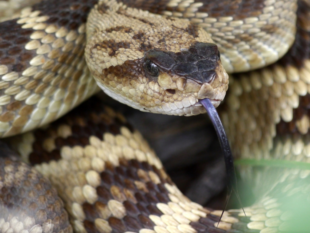 Snake Black Rattle Northern Black-tailed Rattlesnake (Castle Hot Springs Resort) · iNaturalist