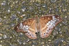 Eulaceura osteria