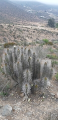 Eulychnia breviflora