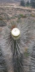 Eulychnia breviflora