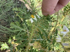 Solanum sisymbriifolium