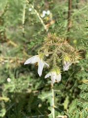 Solanum sisymbriifolium