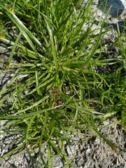 Cyperus fuscus