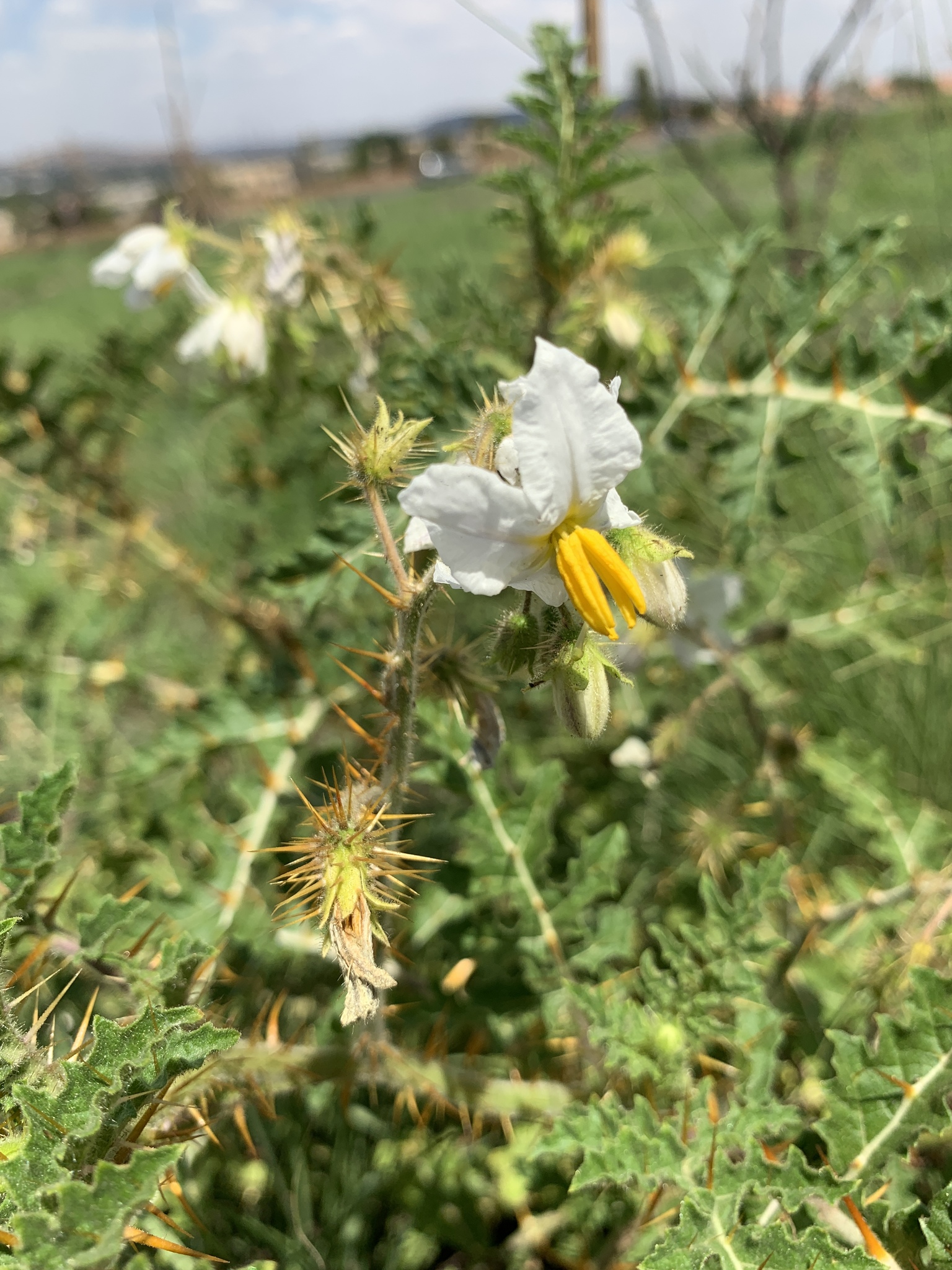 Solanum sisymbriifolium DSC09438 Planta do joá-bravo, joá,…