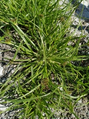 Cyperus fuscus