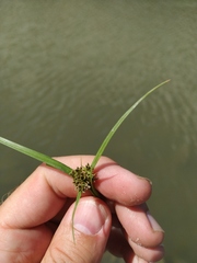 Cyperus fuscus