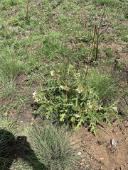 Solanum sisymbriifolium