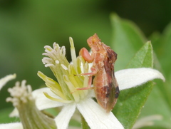 Phymata borica