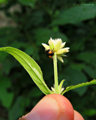 Hypognatha