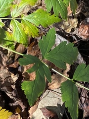 Xanthorhiza simplicissima