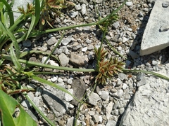 Cyperus glaber