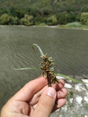 Cyperus glaber