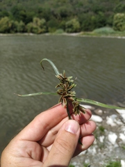 Cyperus glaber