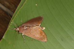 Hemiceras conspirata