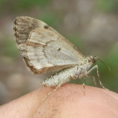 Thera obeliscata
