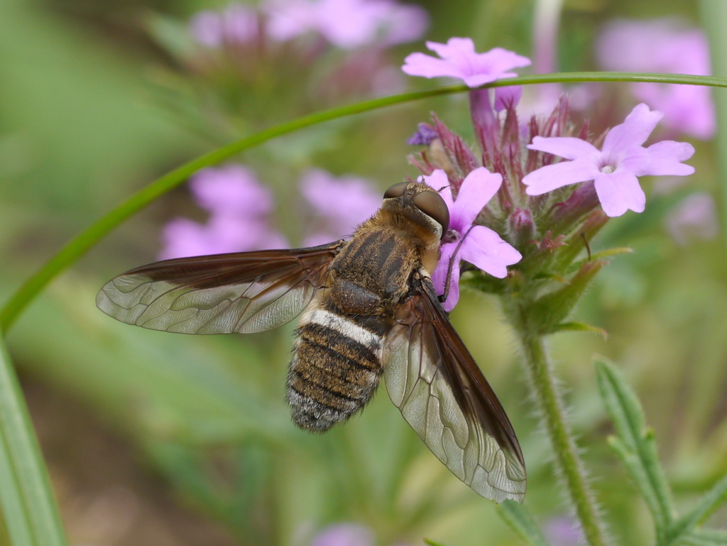 Exoprosopa rostrifera