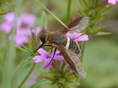 Exoprosopa rostrifera