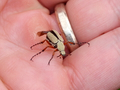 Macrodactylus uniformis