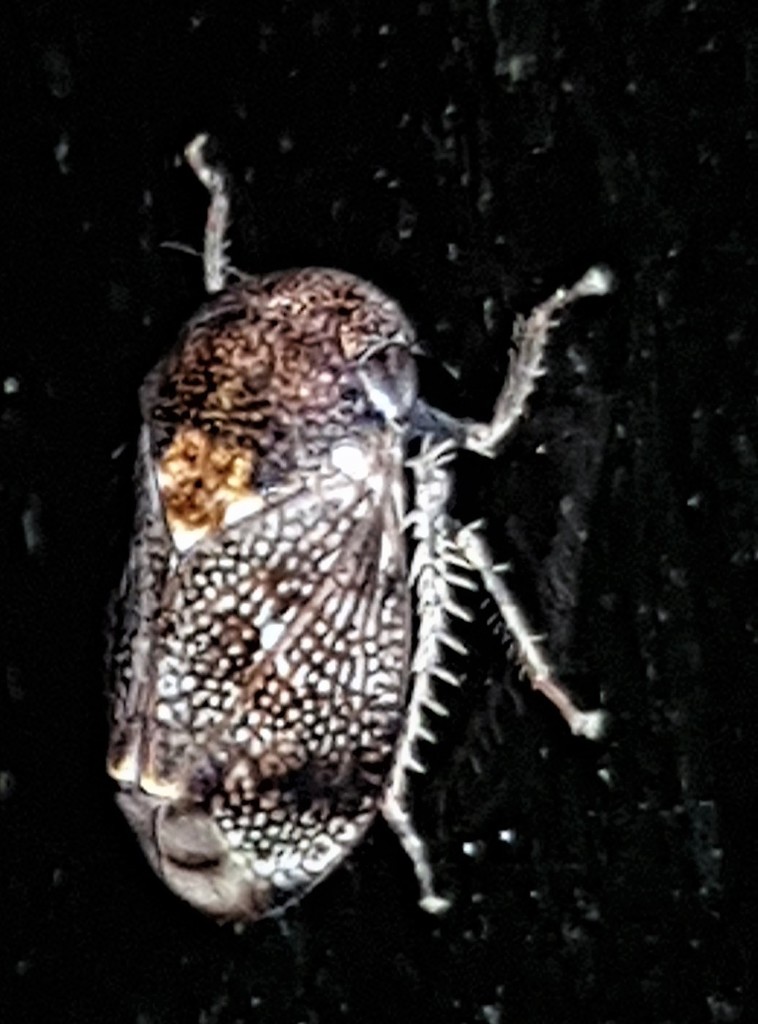 Tolasella