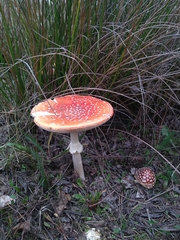 Amanita muscaria