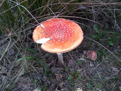 Amanita muscaria