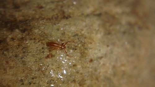 Chthoniidae