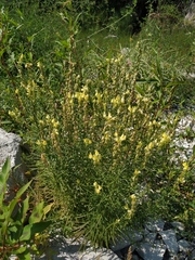 Linaria biebersteinii