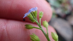 Myosotis cespitosa
