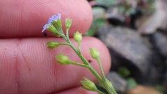 Myosotis cespitosa