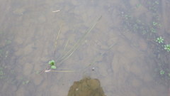 Vallisneria spiralis