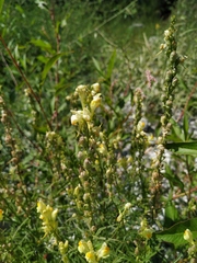 Linaria biebersteinii
