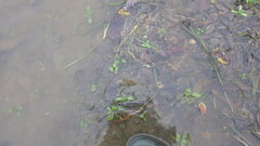 Vallisneria spiralis