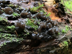 Fungi