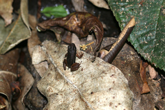 Silverstoneia flotator