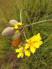 Cochlospermum