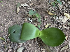 Haemanthus deformis