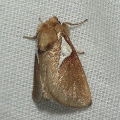 Prolimacodes trigona