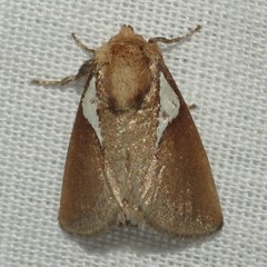Prolimacodes trigona