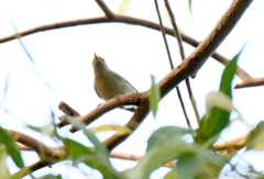 Phylloscopus borealis