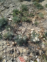 Seseli ponticum