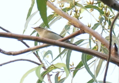 Phylloscopus borealis