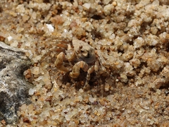 Scopimera intermedia