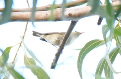 Phylloscopus borealis