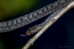 Hispaniola Boa photo 3